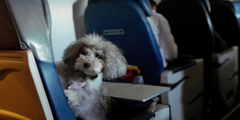 united dog travel policy