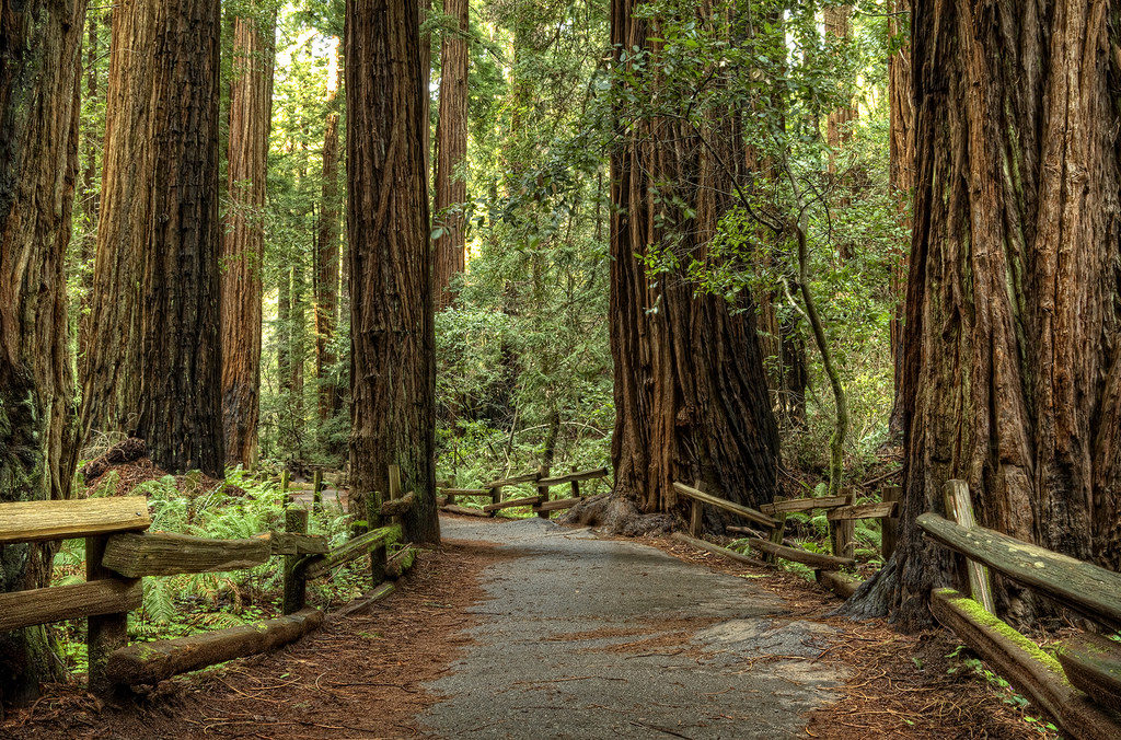 11-places-to-see-stunning-redwood-trees-in-california-2020