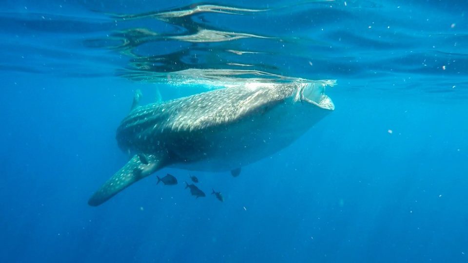 Swimming with Whale Sharks in Holbox, Mexico - UponArriving