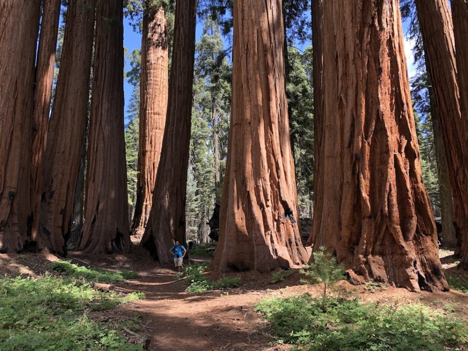 11 Places to See (Stunning) Redwood Trees in California - UponArriving