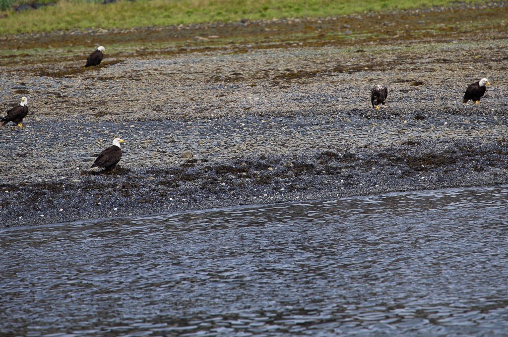 Juneau Whale Watching bald eagle